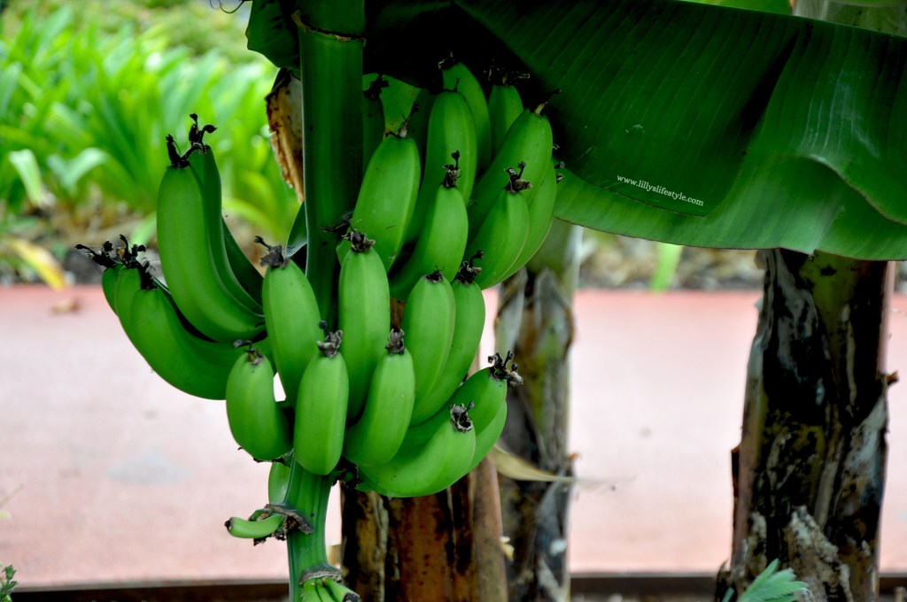 cosa mangiare a madeira la frutta